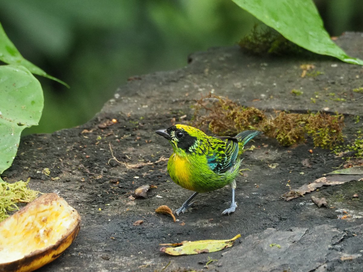 Green-and-gold Tanager - Scott Ramos