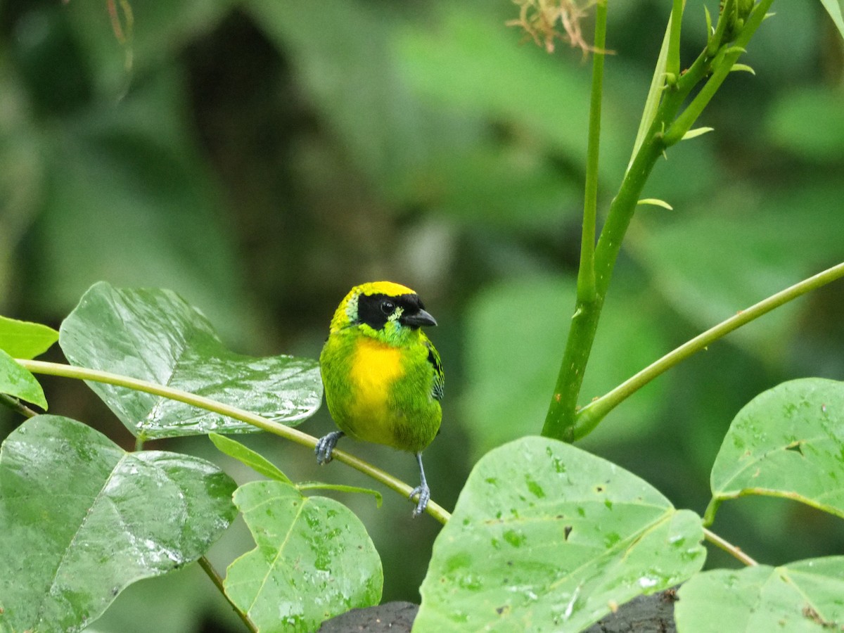 Green-and-gold Tanager - Scott Ramos