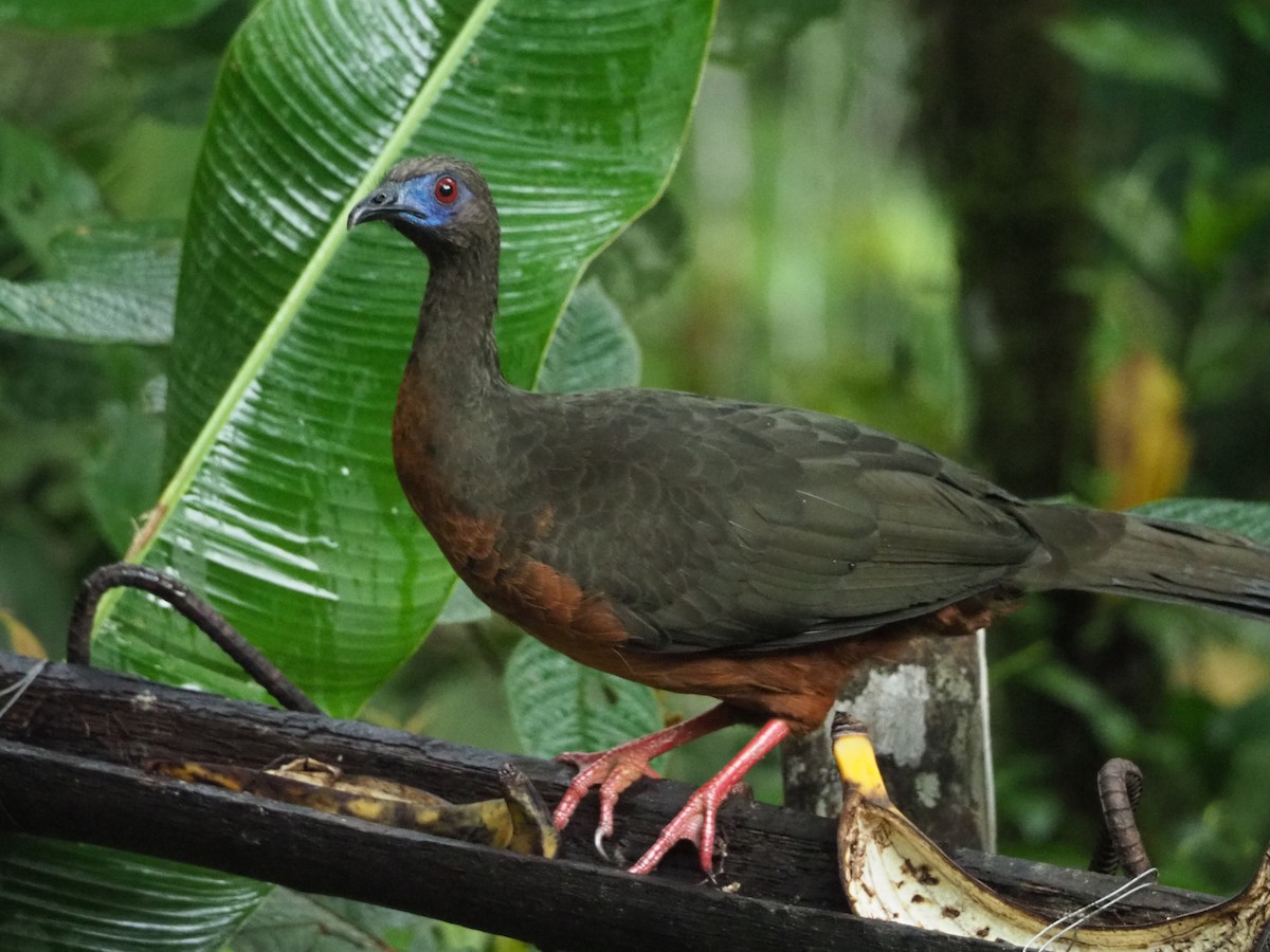Sickle-winged Guan - ML89572771