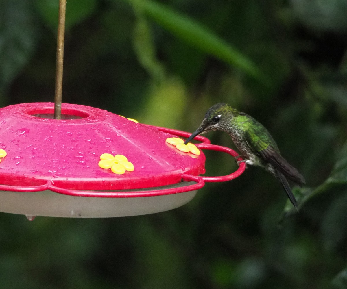 Many-spotted Hummingbird - Scott Ramos