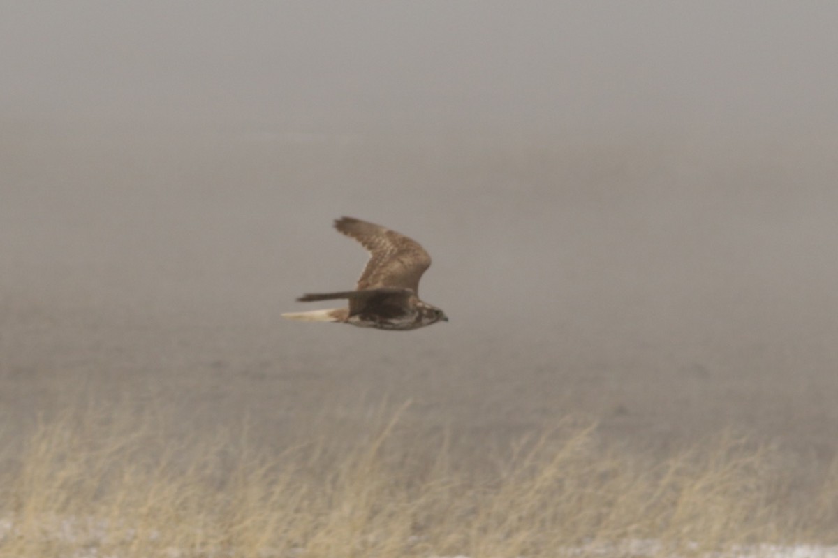 Prairie Falcon - Michele Swartout