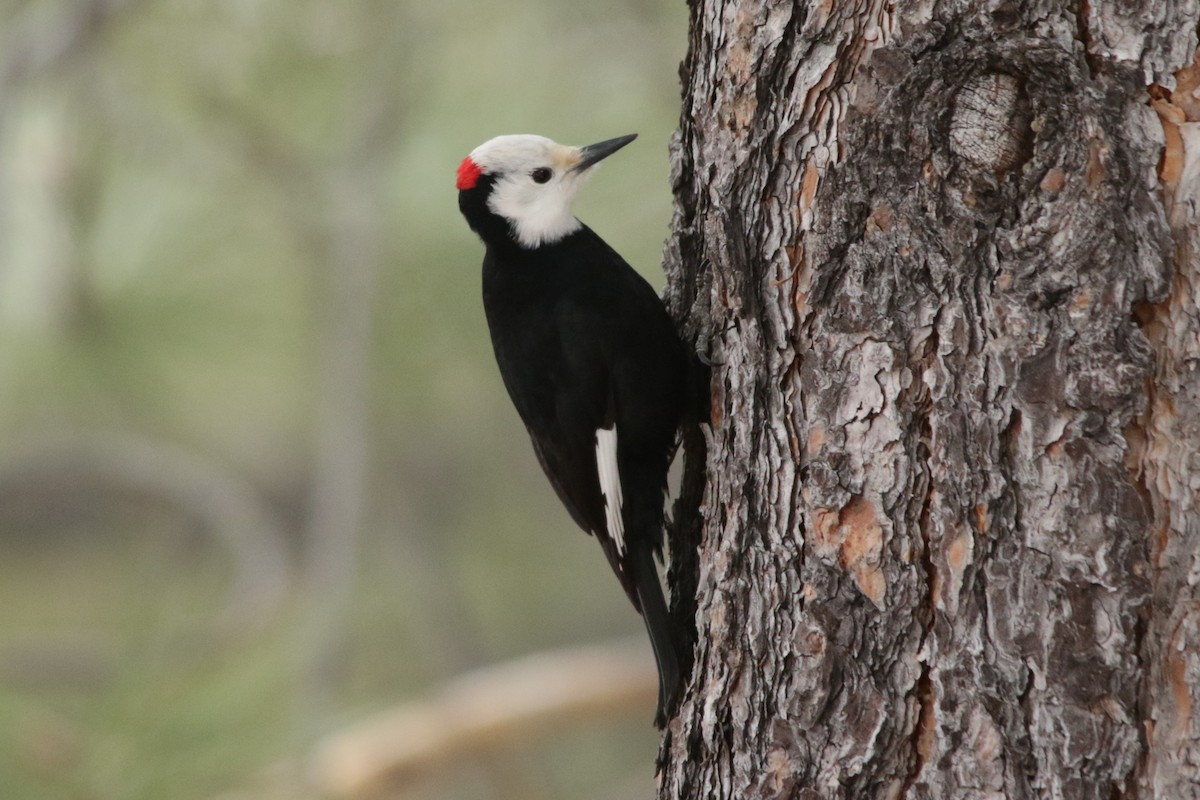 White-headed Woodpecker - ML89576761