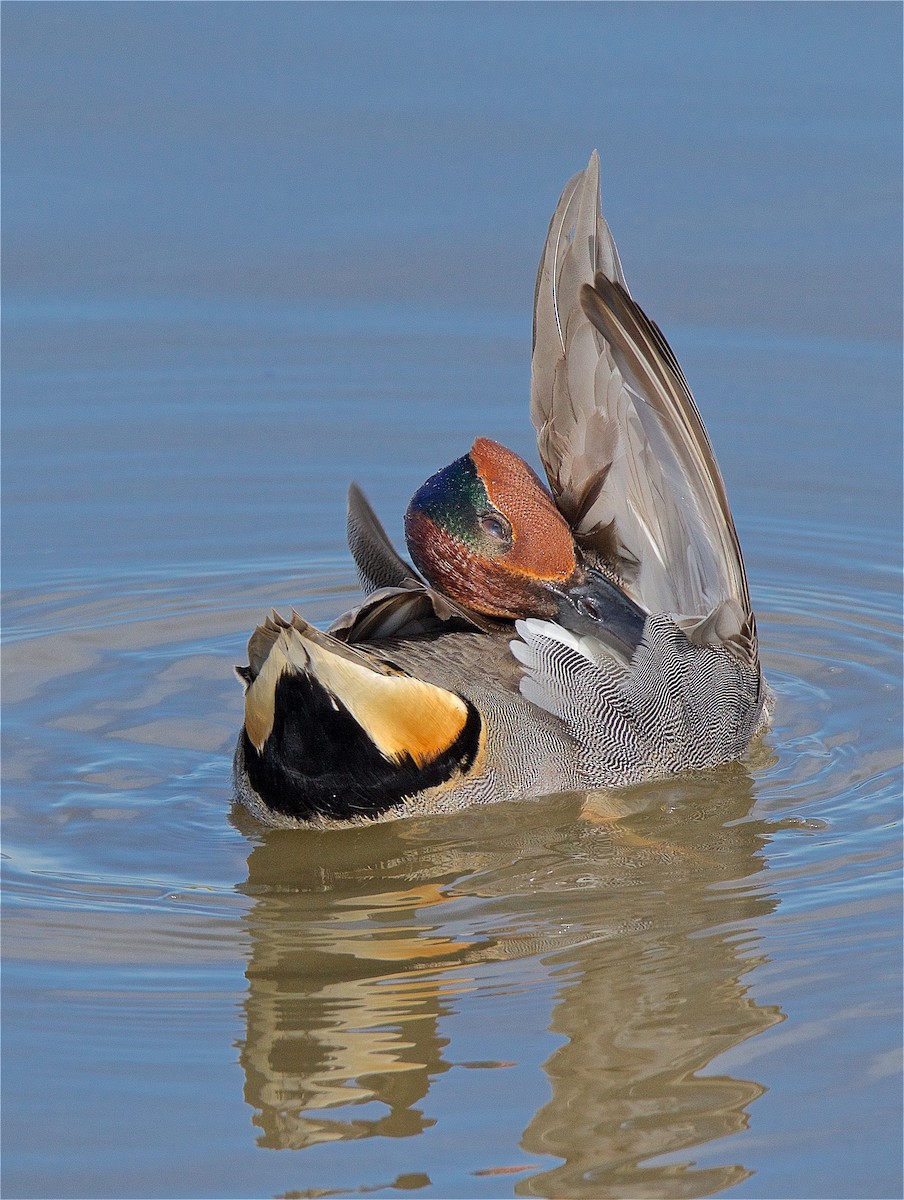 Green-winged Teal - ML89576851