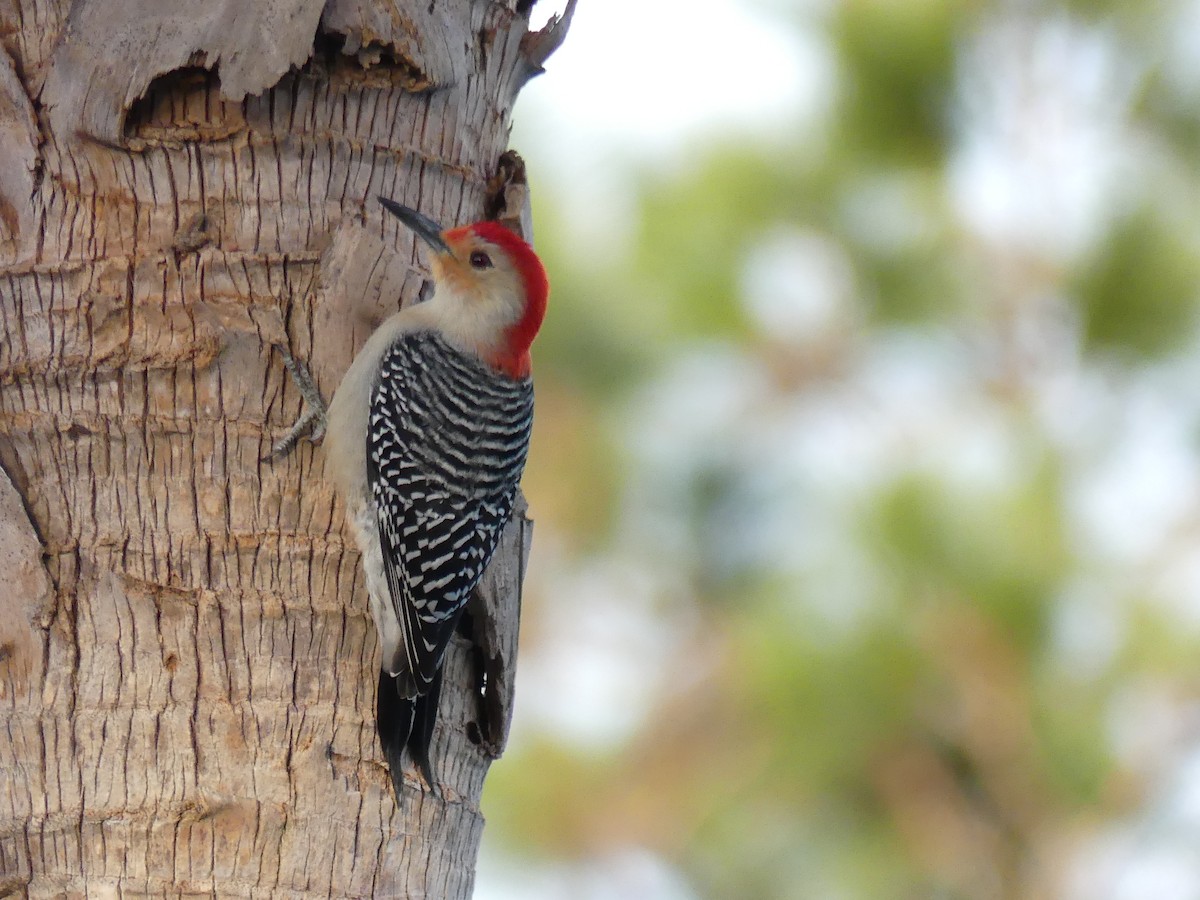 Red-bellied Woodpecker - Aryeh Baer