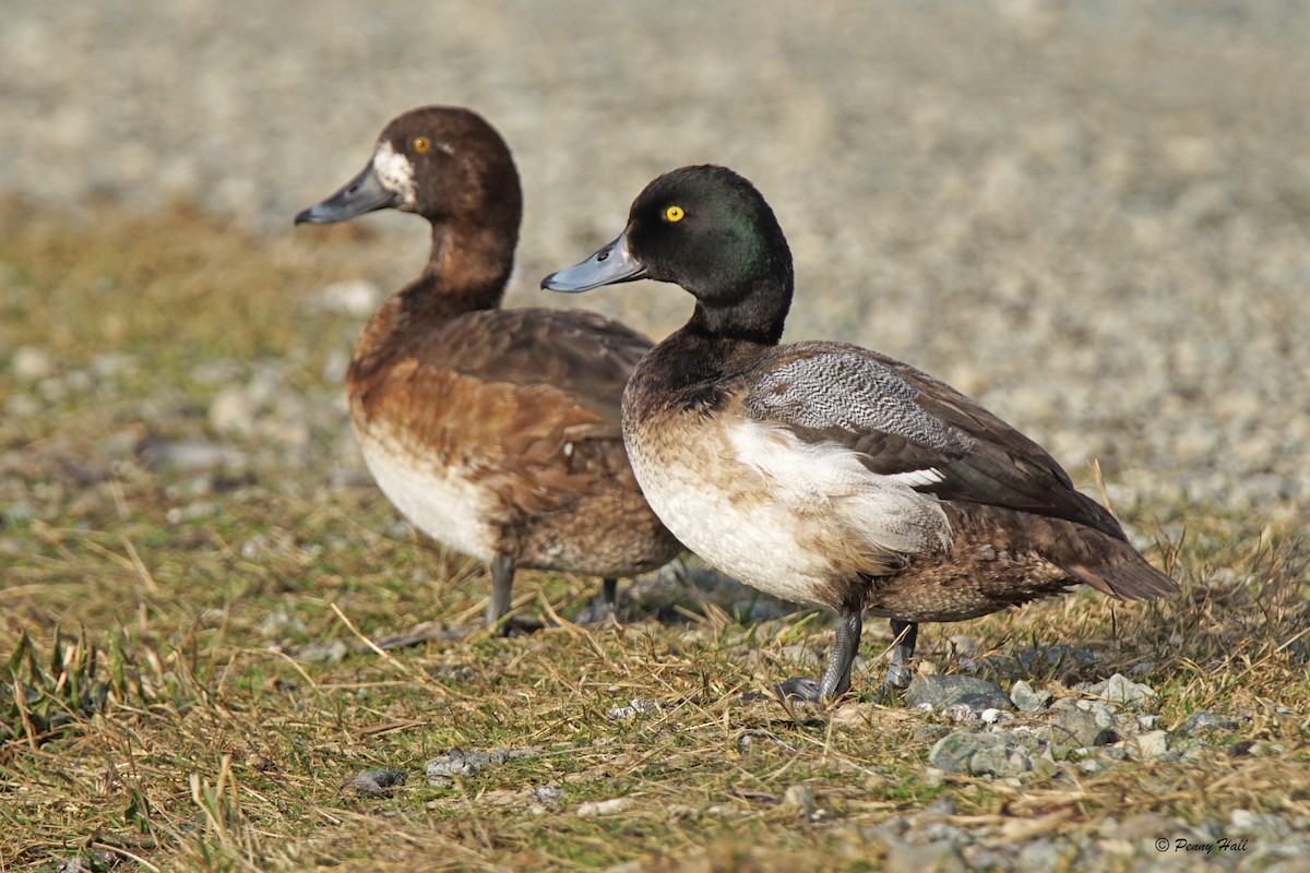 Greater Scaup - Penny Hall