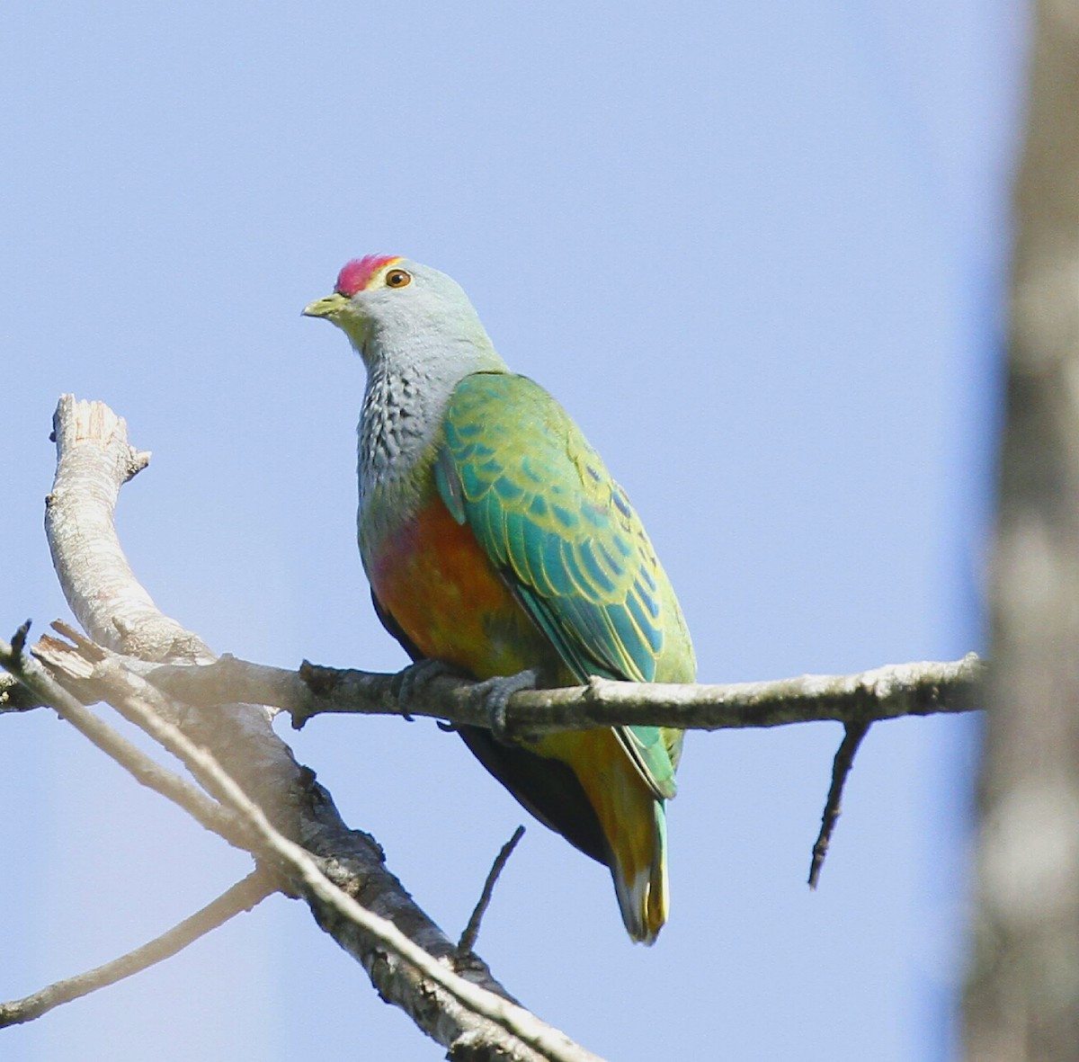 Rose-crowned Fruit-Dove - ML89579421