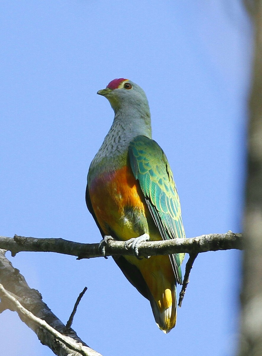 Rose-crowned Fruit-Dove - ML89579431