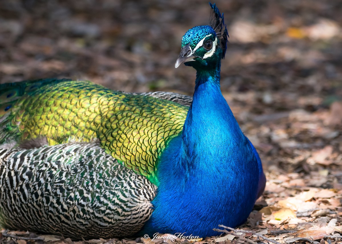 Indian Peafowl (Domestic type) - ML89579991