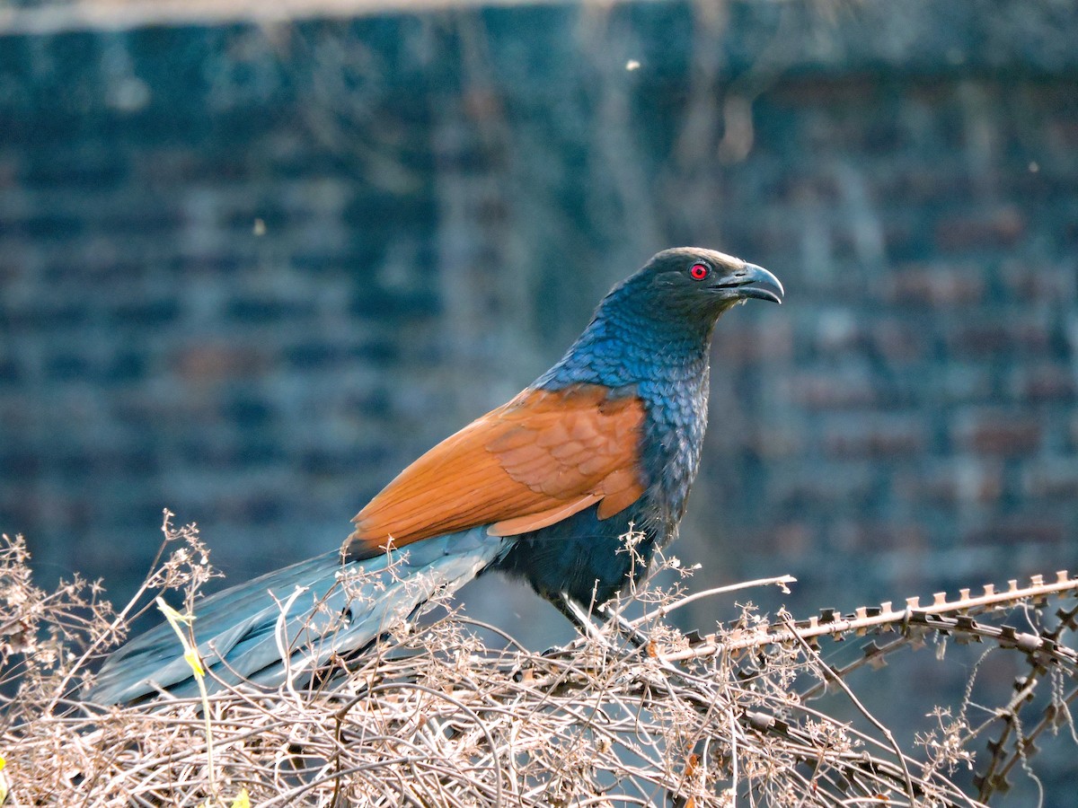 Greater Coucal - ML89582091
