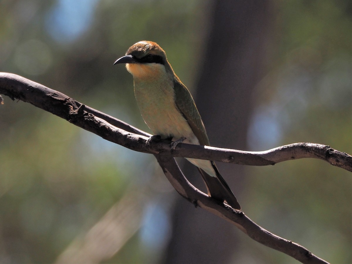 Rainbow Bee-eater - Deb Oliver