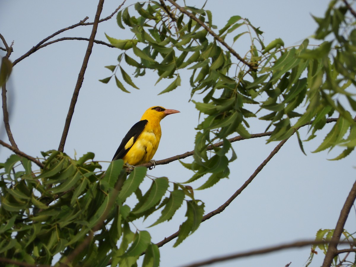Indian Golden Oriole - ML89582271