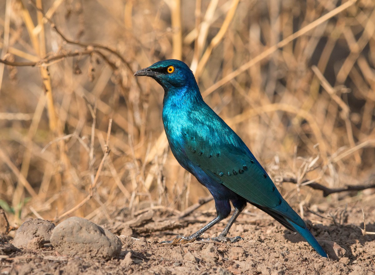 Greater Blue-eared Starling - ML89582511