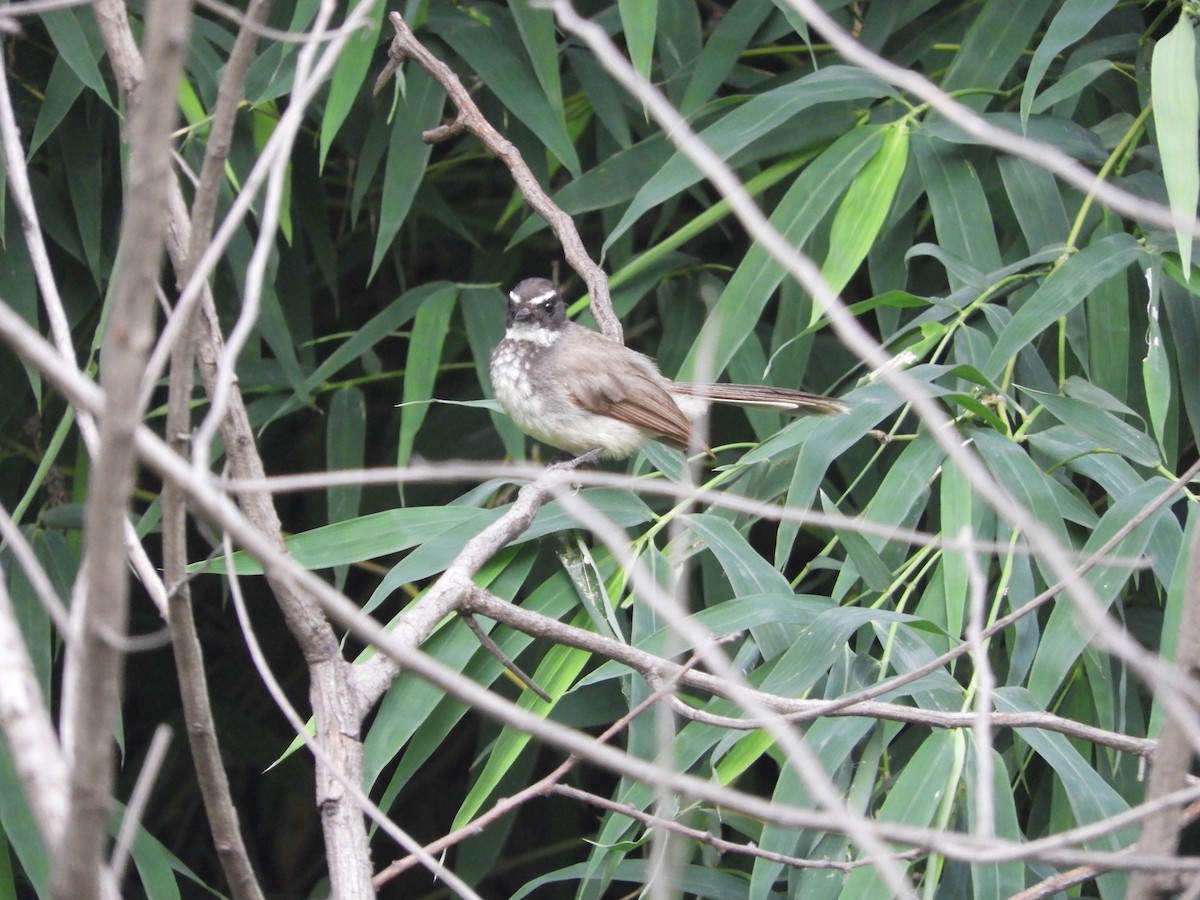 Spot-breasted Fantail - ML89583801