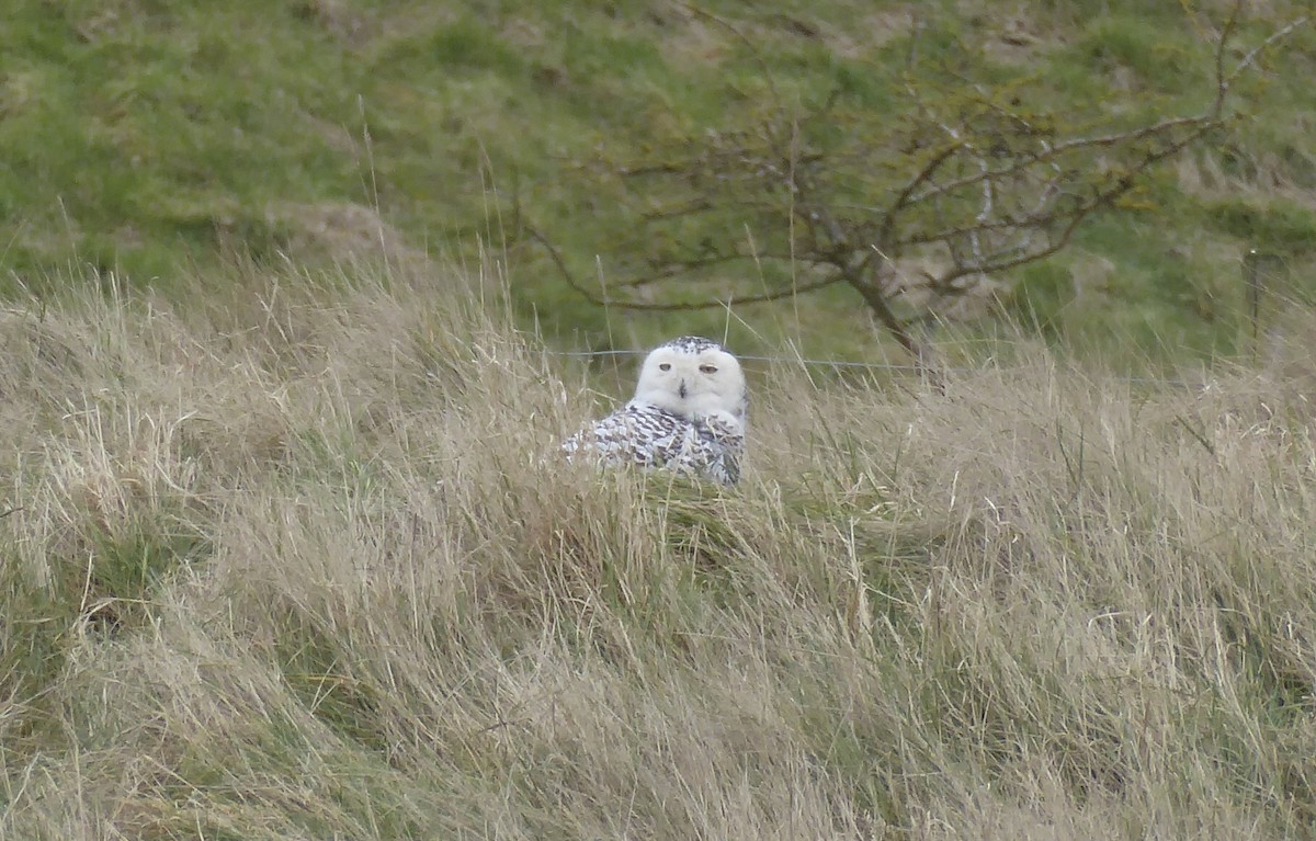 Snowy Owl - ML89585211