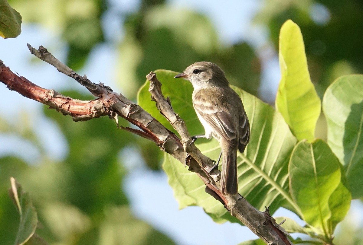Northern Mouse-colored Tyrannulet - ML89585281