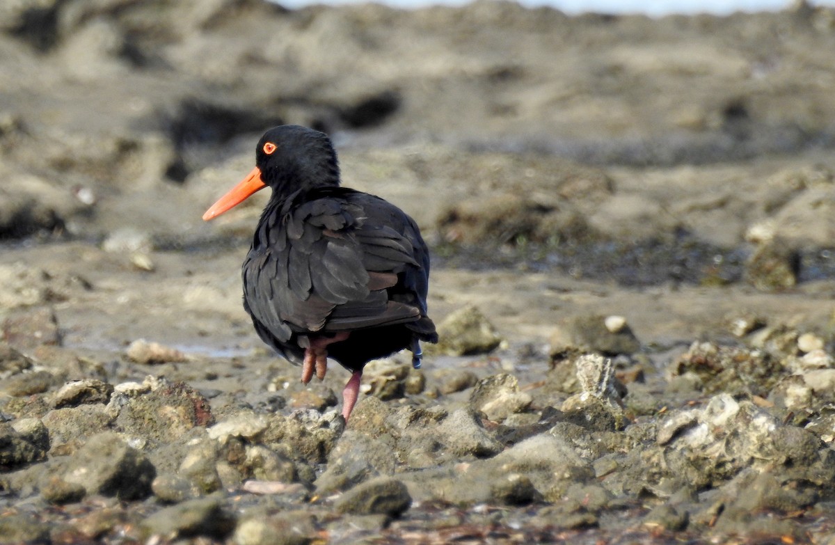Sooty Oystercatcher - Michael Daley