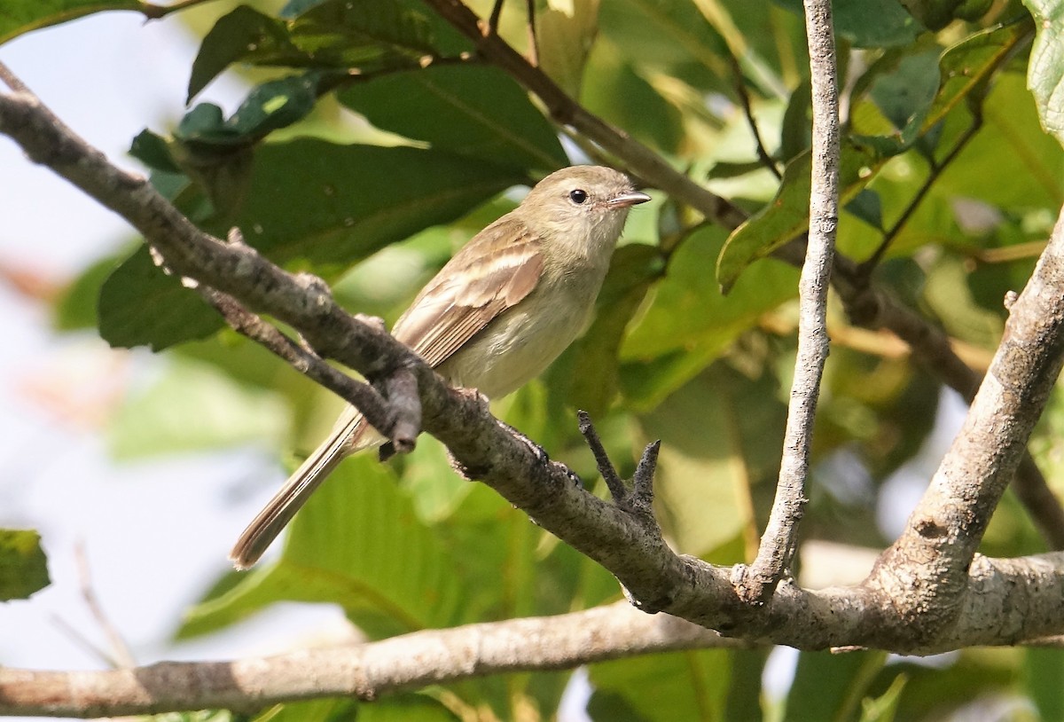 Northern Mouse-colored Tyrannulet - ML89585351