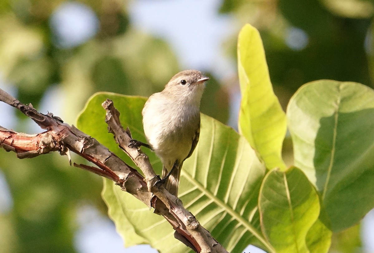 Northern Mouse-colored Tyrannulet - ML89585371