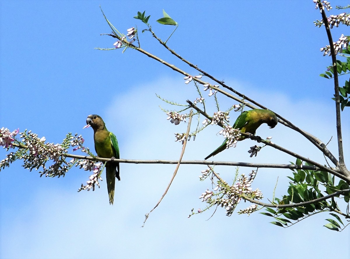 Brown-throated Parakeet - ML89585911