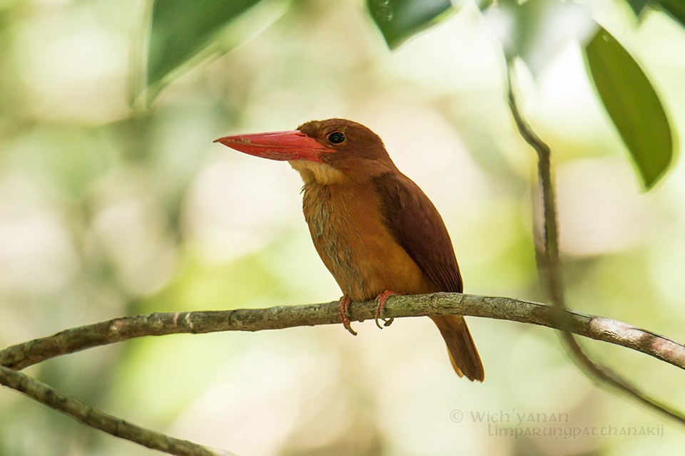 Ruddy Kingfisher - Wich’yanan Limparungpatthanakij