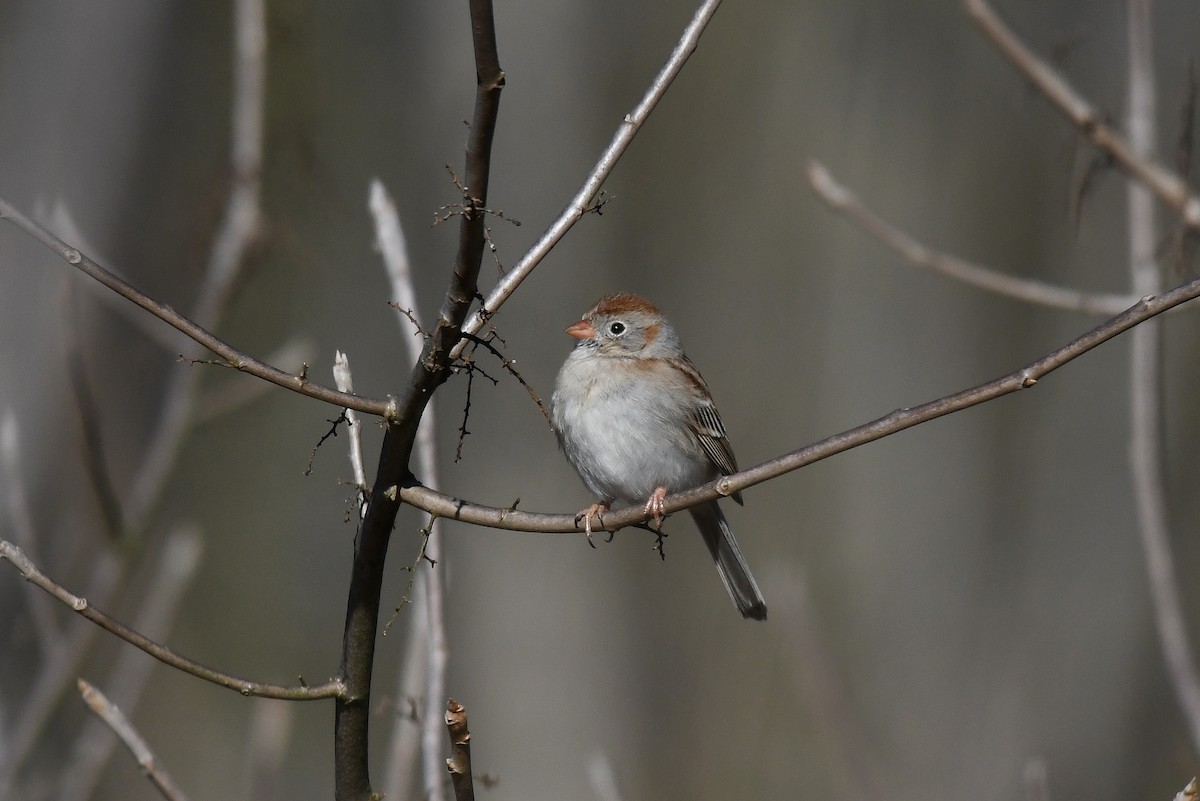 Field Sparrow - ML89587351