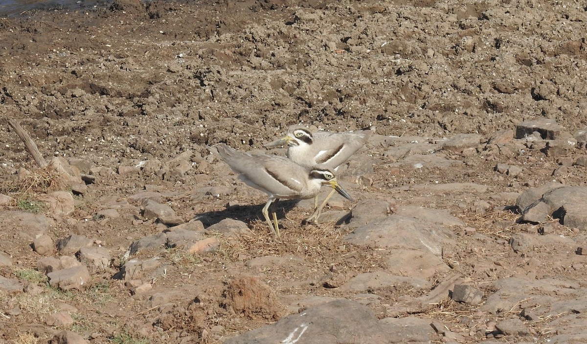 Great Thick-knee - ML89589861