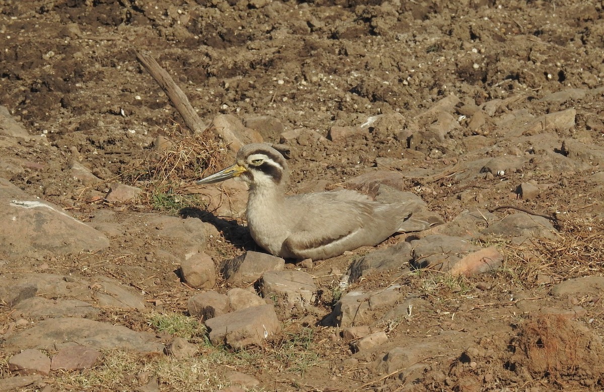 Great Thick-knee - Mittal Gala