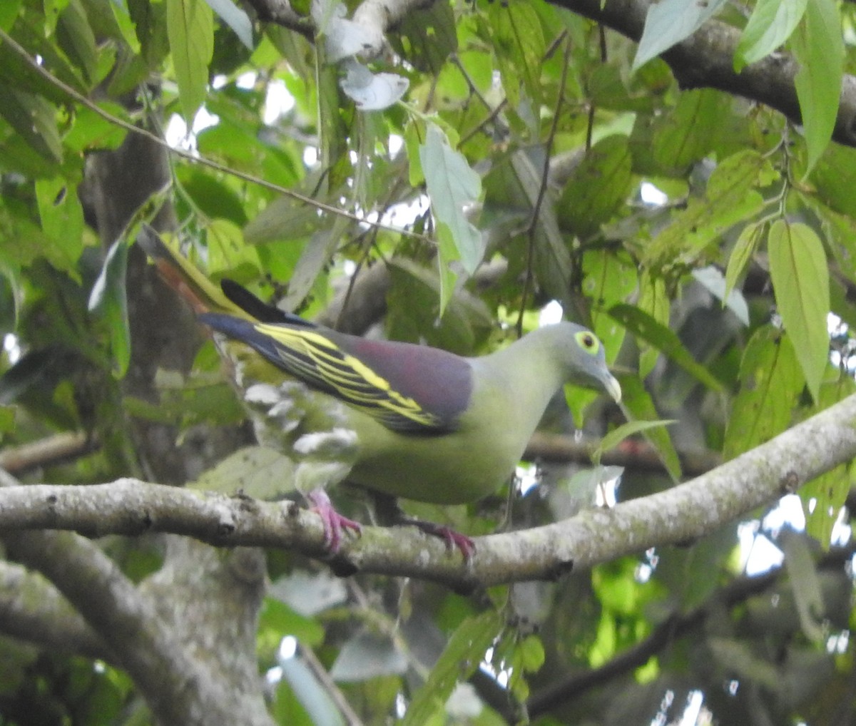Gray-cheeked Green-Pigeon - Sandy Gayasih