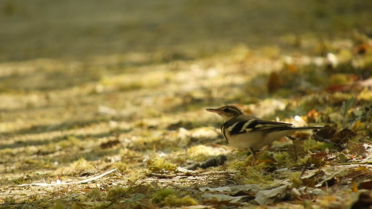 Forest Wagtail - Chandra S