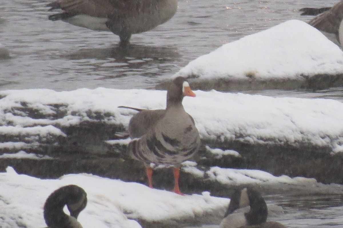 Greater White-fronted Goose - ML89591351