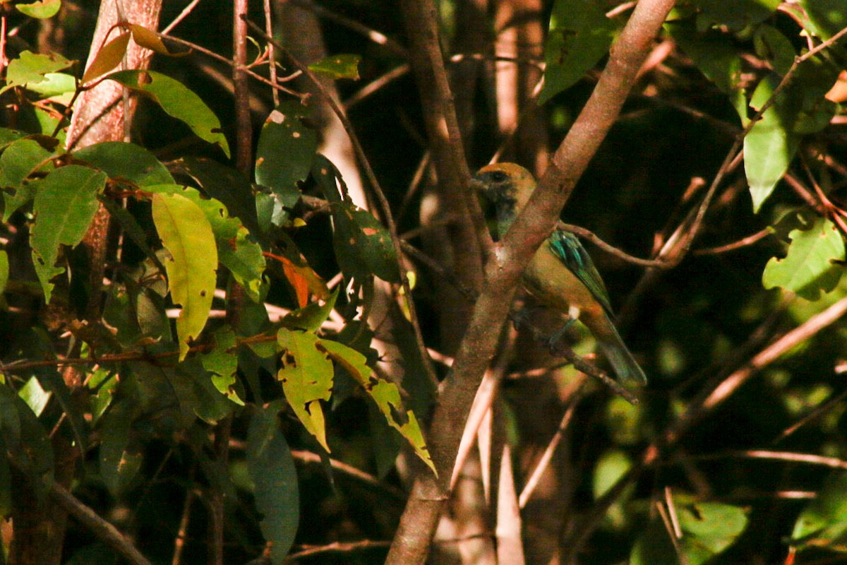 Burnished-buff Tanager - ML89591561