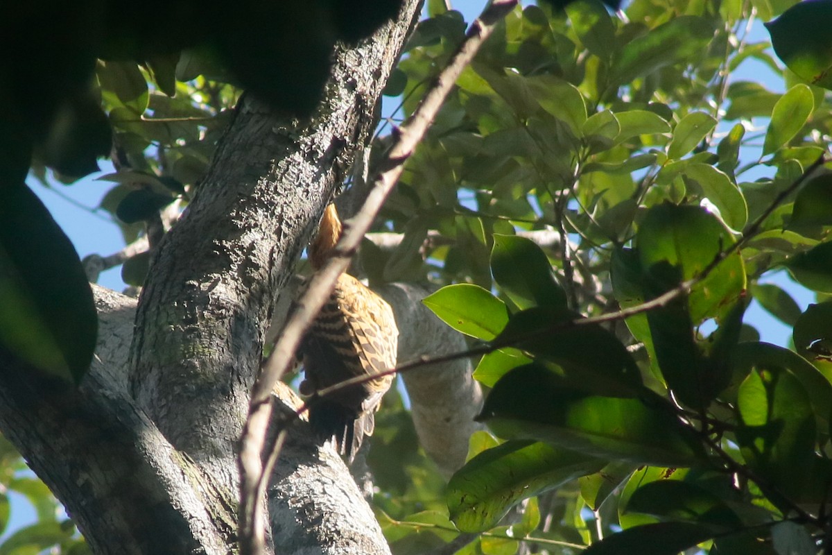 Ochre-backed Woodpecker - ML89591631