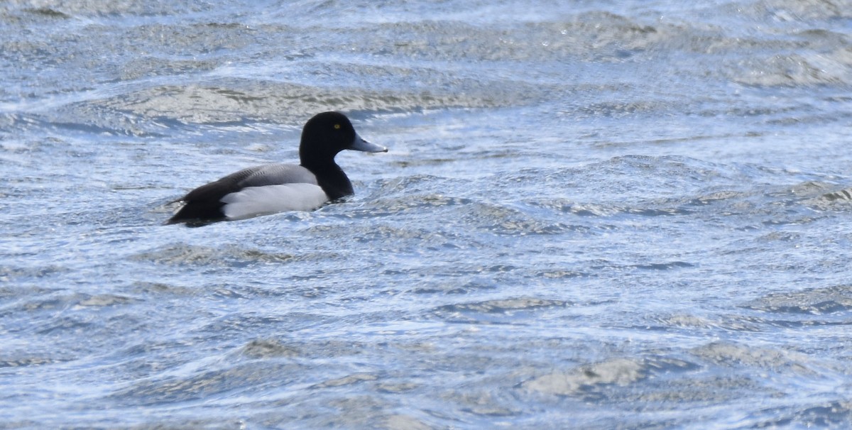 Greater Scaup - Jerilyn Duefrene