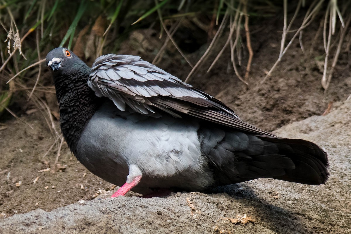 Rock Pigeon (Feral Pigeon) - Hayley Alexander