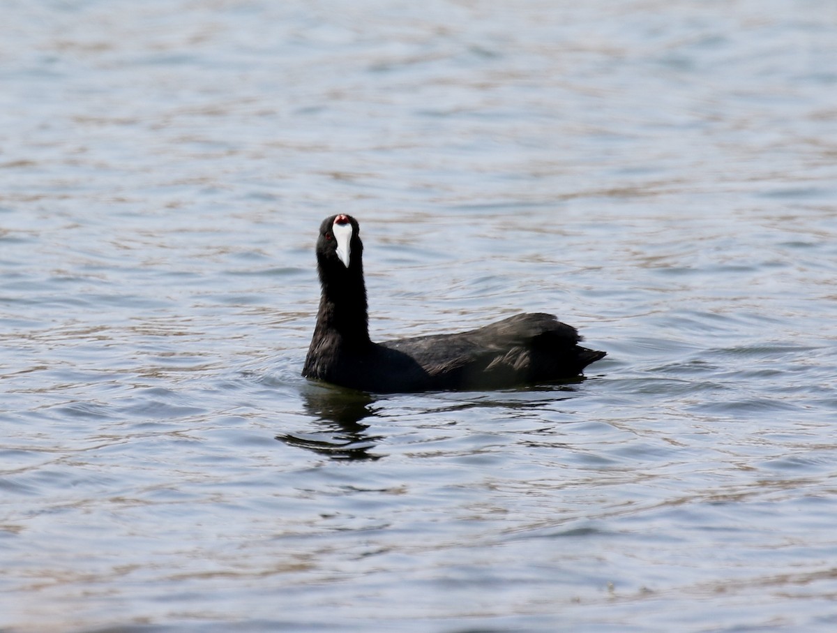 Red-knobbed Coot - ML89594211