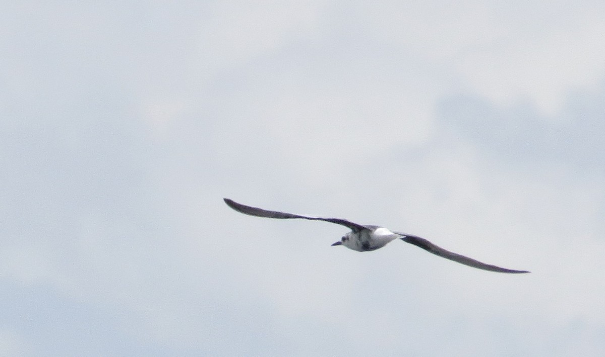 White-winged Tern - Michael Woodruff