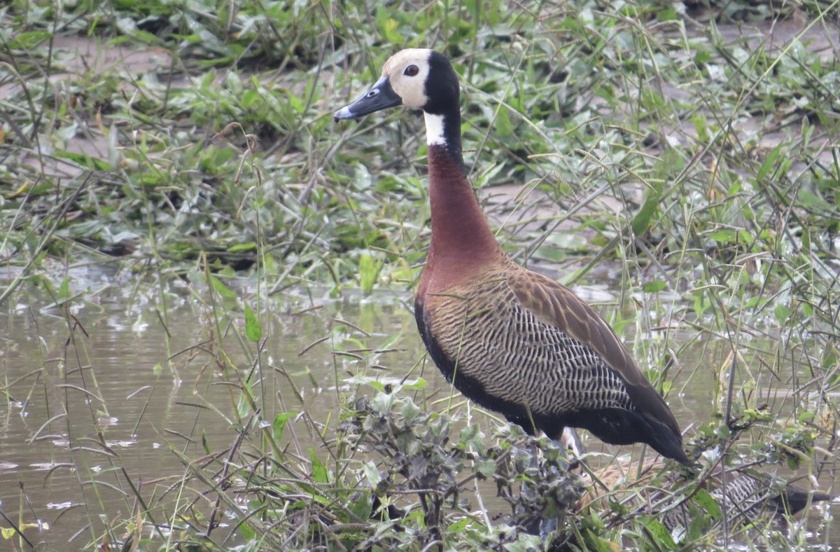 White-faced Whistling-Duck - Michael Woodruff
