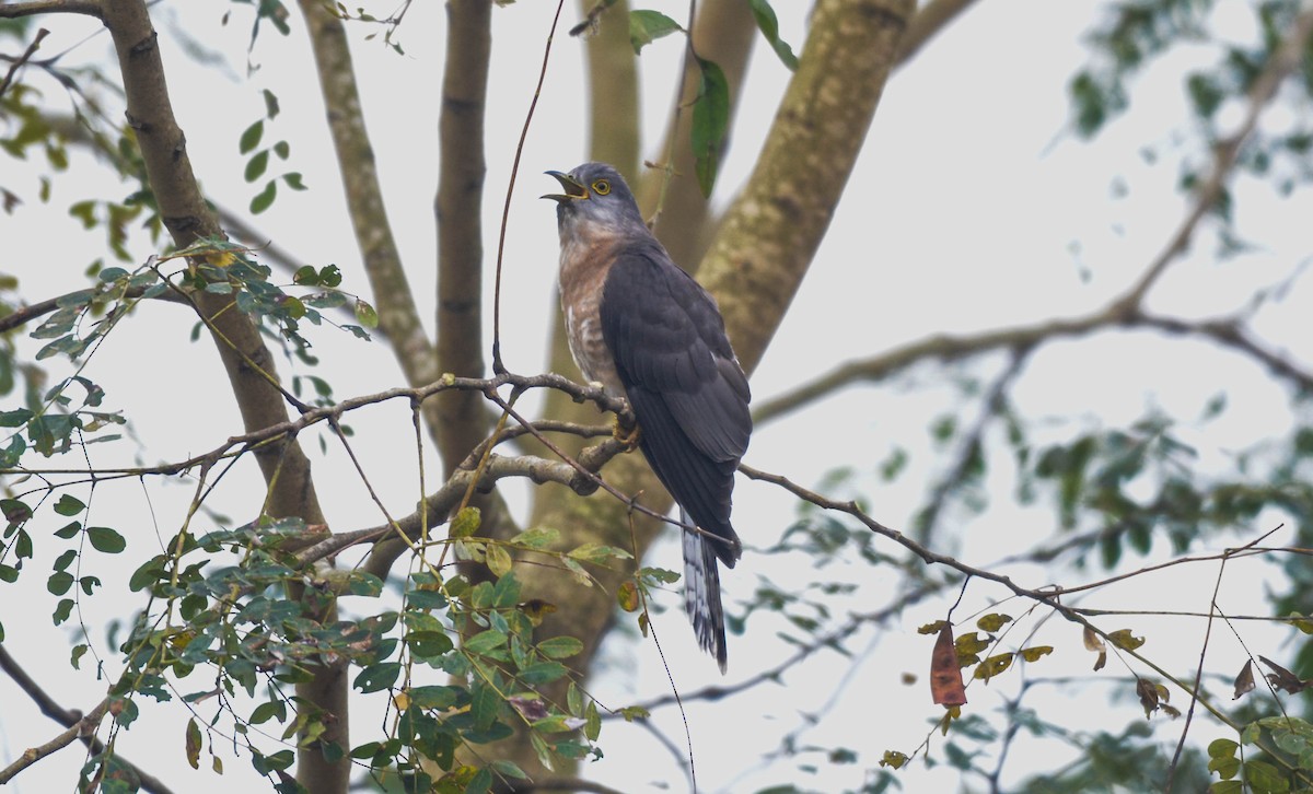 Common Hawk-Cuckoo - Jitendra Sarmah