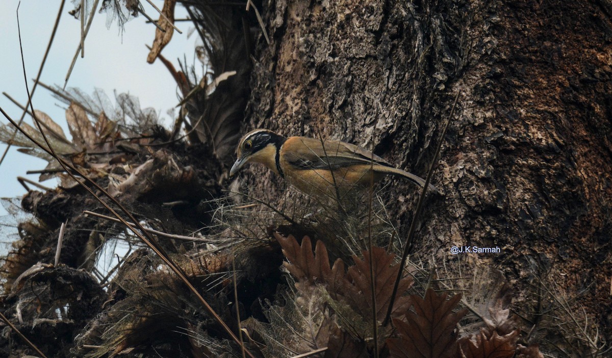 Lesser Necklaced Laughingthrush - ML89599151