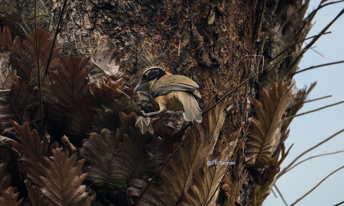 Lesser Necklaced Laughingthrush - ML89599261
