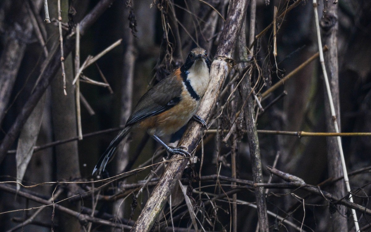 Greater Necklaced Laughingthrush - ML89599361