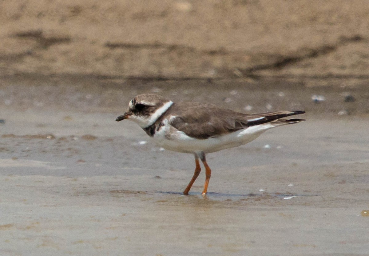 Common Ringed Plover - ML89599581