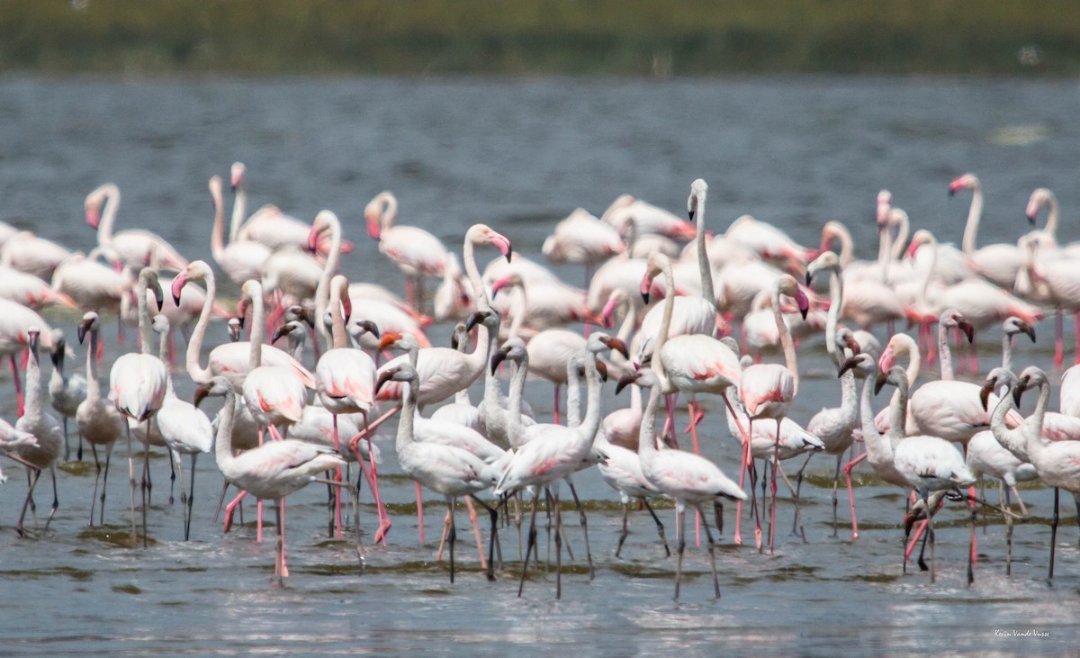 Greater Flamingo - ML89599701