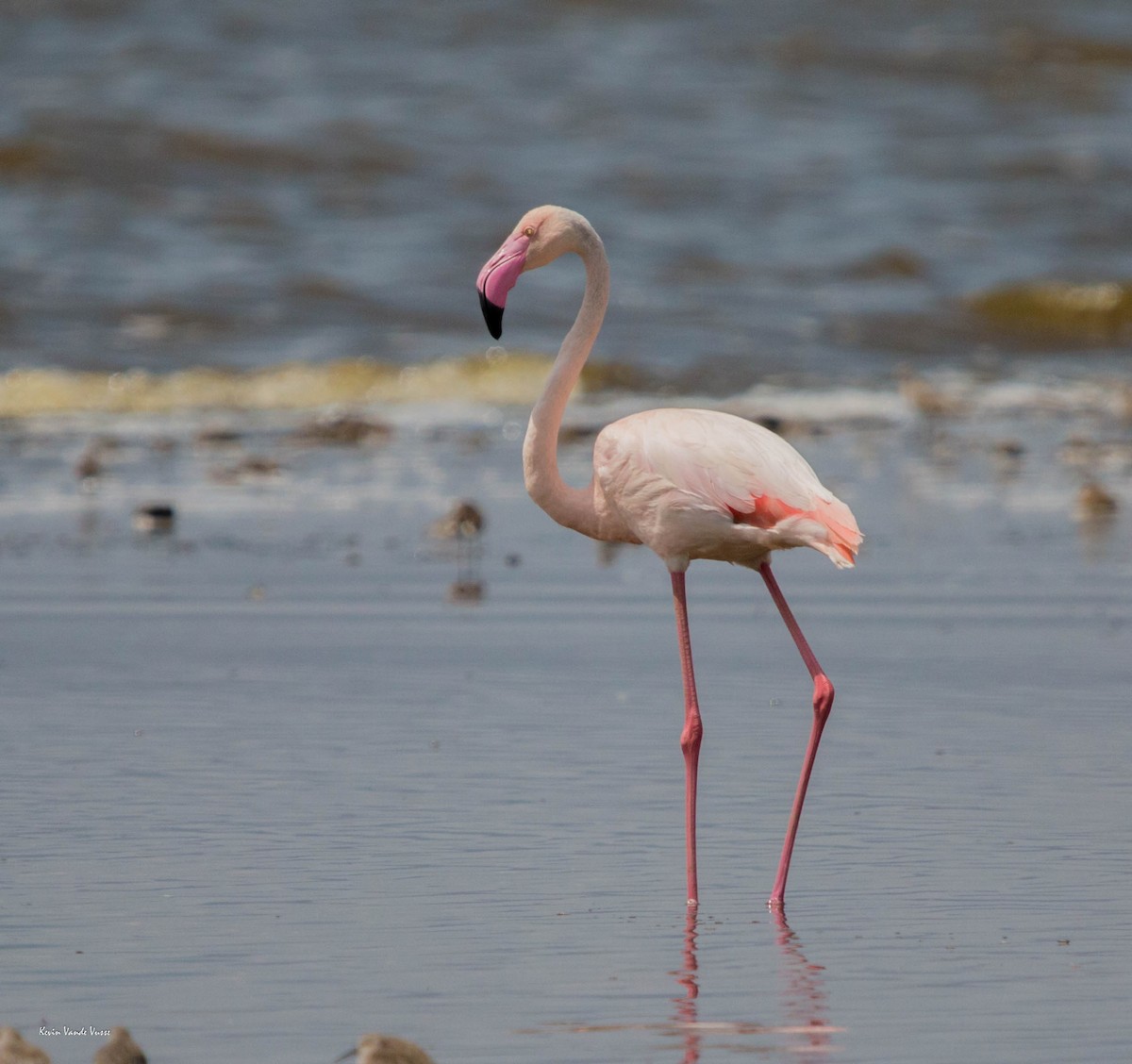 Greater Flamingo - ML89599731