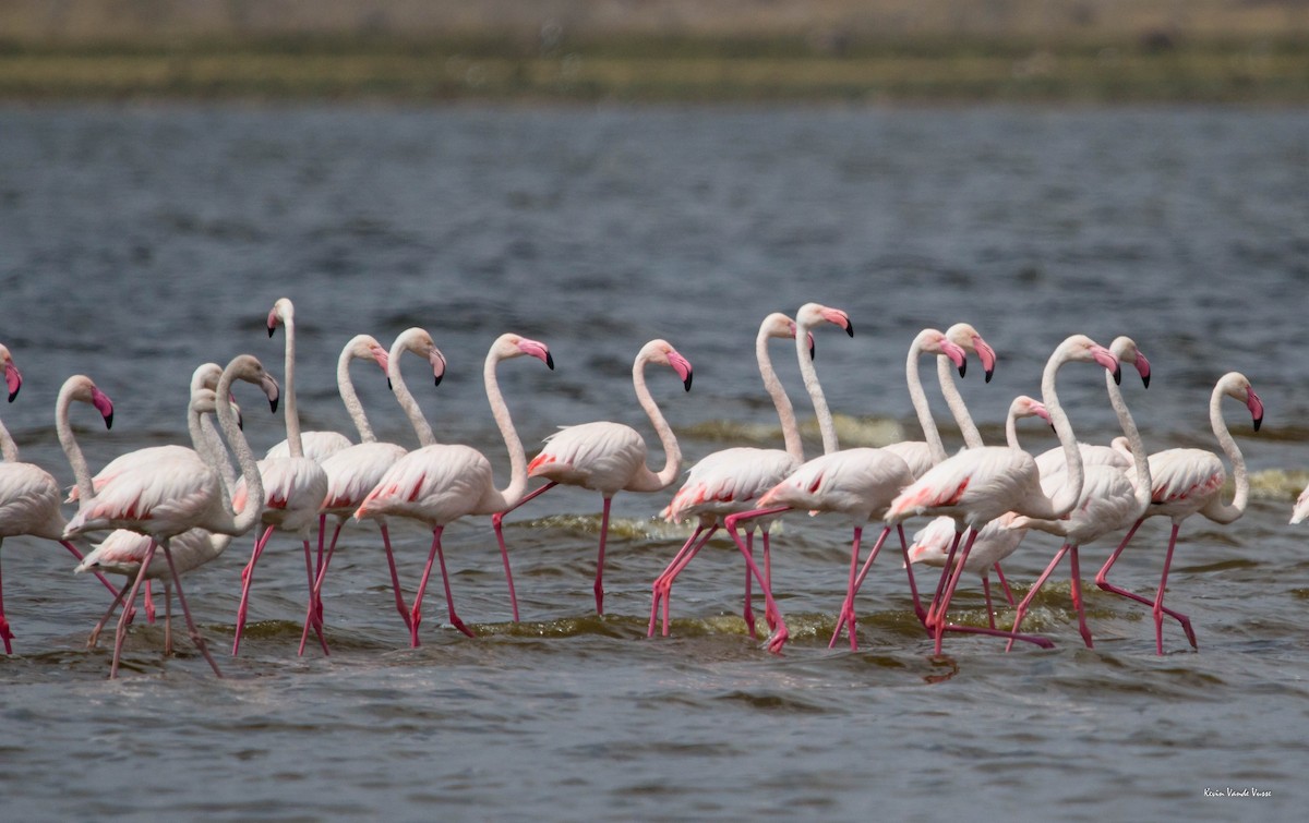 Greater Flamingo - ML89599741