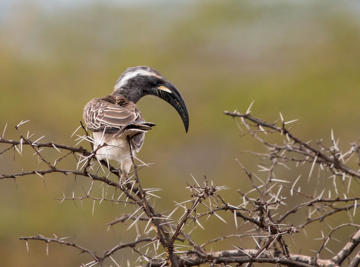 African Gray Hornbill - ML89600651