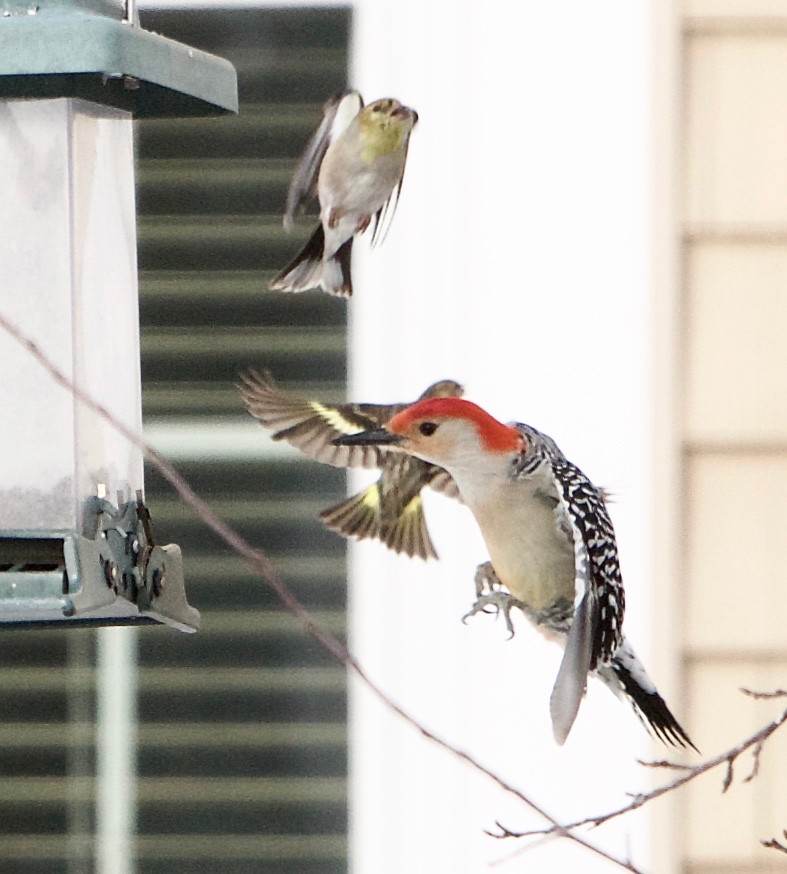 Red-bellied Woodpecker - Robert Bruss