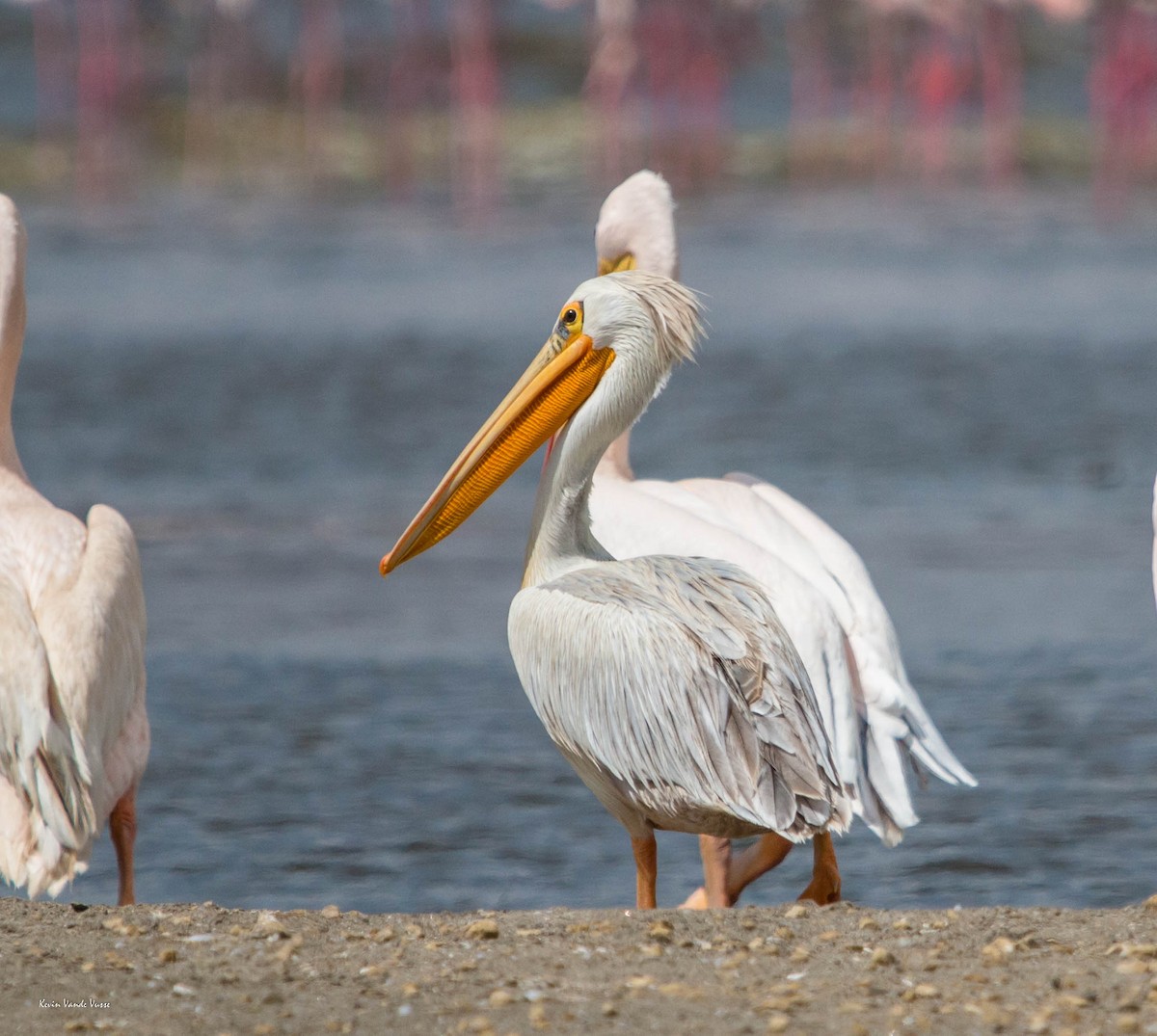 Pink-backed Pelican - ML89602151