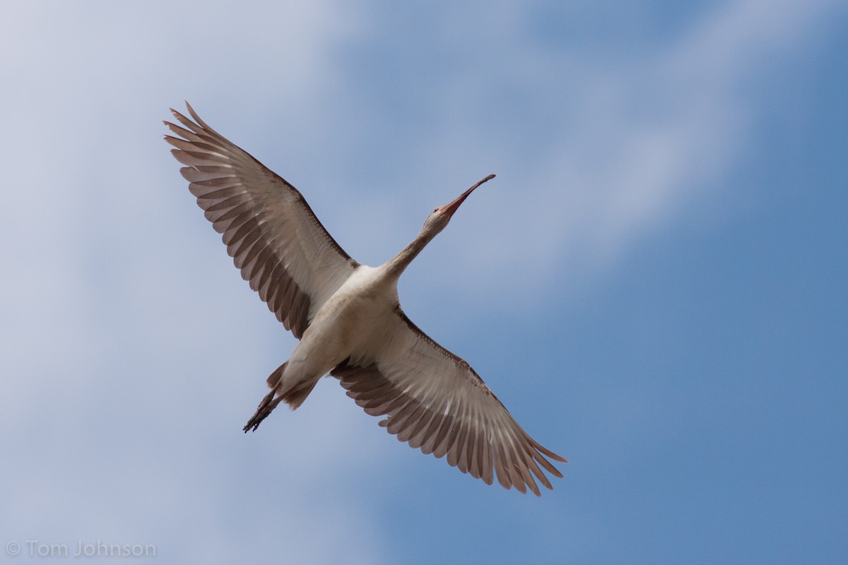 ibis bílý - ML89602351