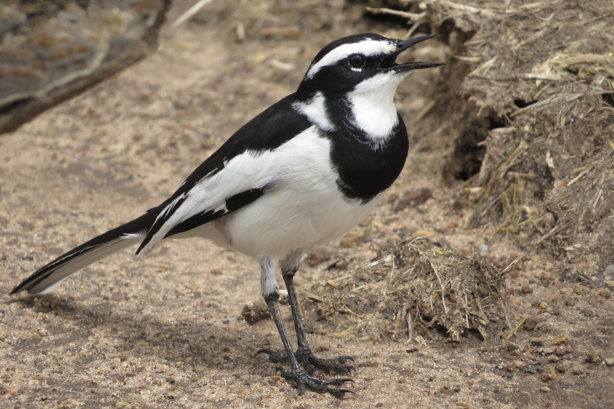African Pied Wagtail - ML89602731